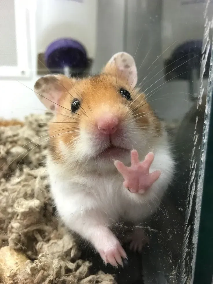Meme hamster nhìn vào camera gây bão