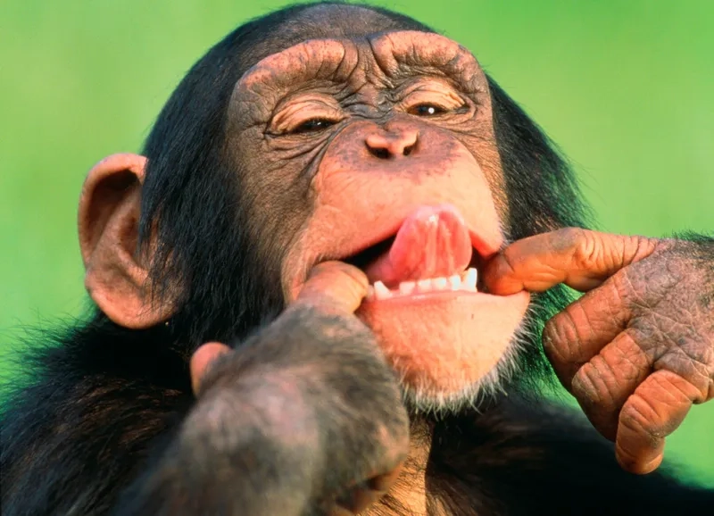 Meme con khỉ - Top những khoảnh khắc hài hước nhất