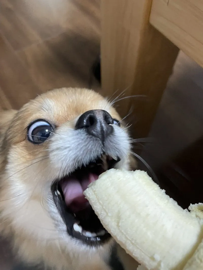 Một trong những meme đen tối nhất