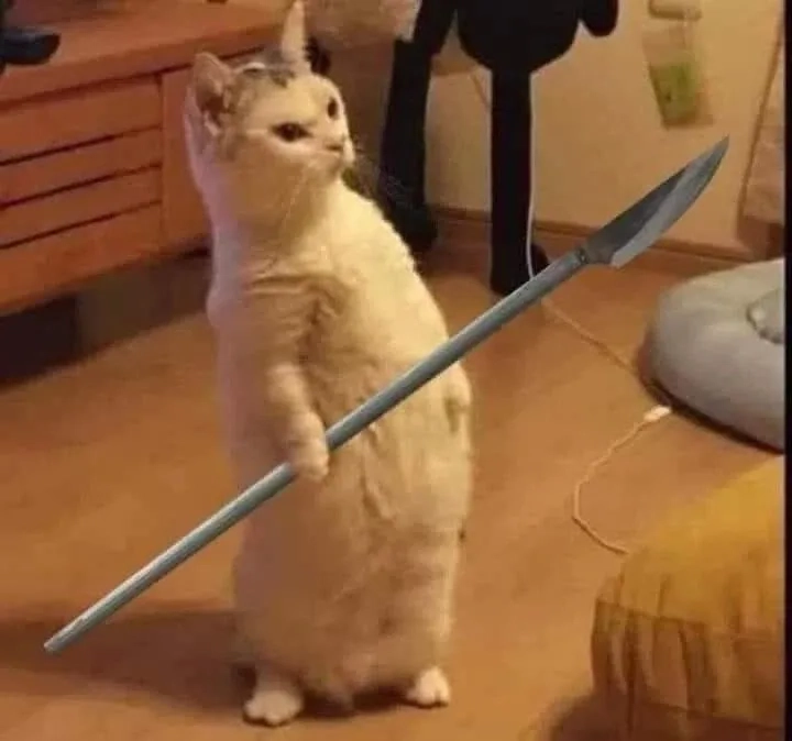 Tuyển tập meme mèo bựa không thể bỏ qua