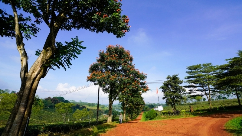 Say đắm trước vẻ đẹp phong cảnh Lâm Đồng