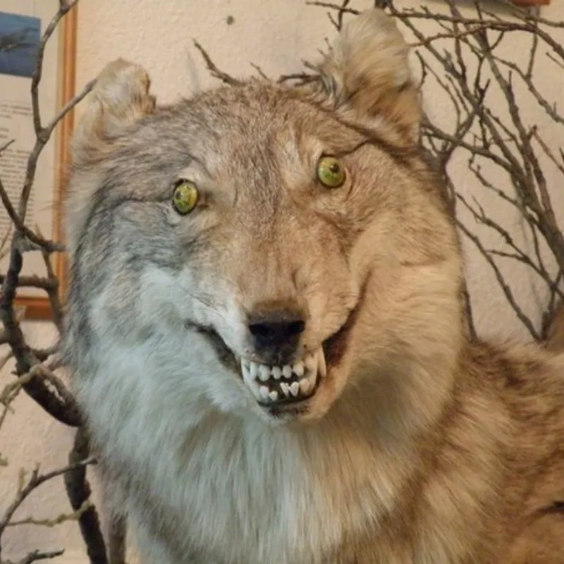 Phong cách Sigma wolf meme