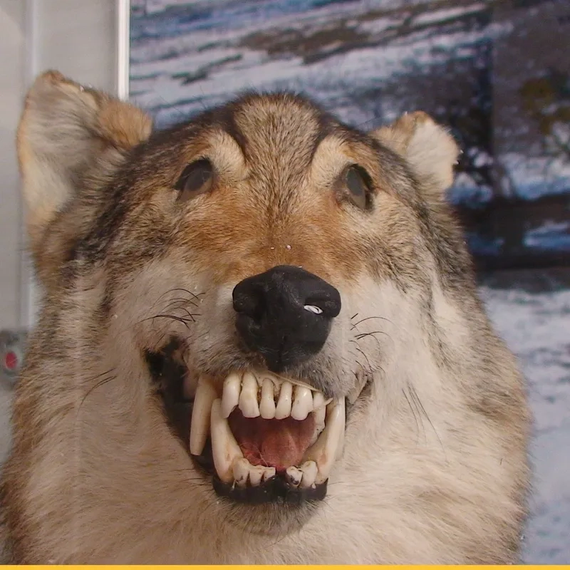 Sói cô đơn meme - Tổng hợp những hình ảnh ngầu và chất nhất