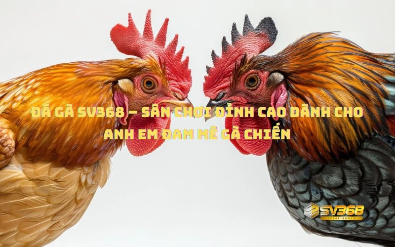 Các loại hình đá gà phổ biến trên SV368