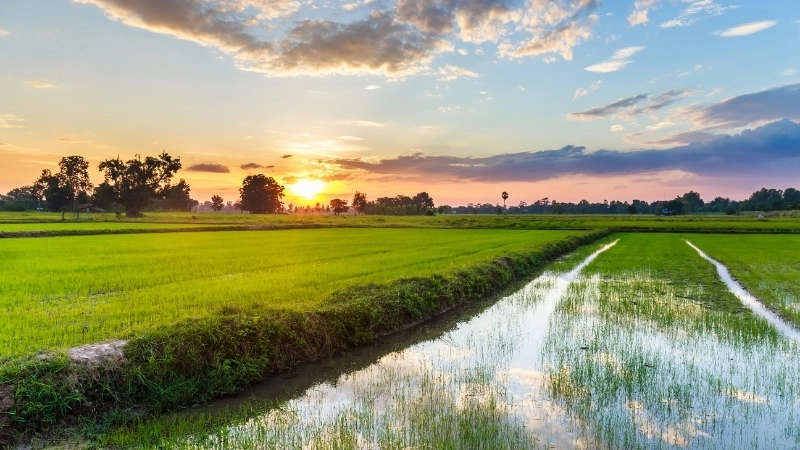 Ý tưởng vẽ tranh cảnh đồng lúa