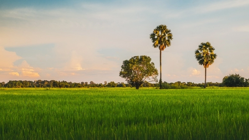 Tranh phong cảnh đồng lúa - Nét đẹp bình dị hồn quê