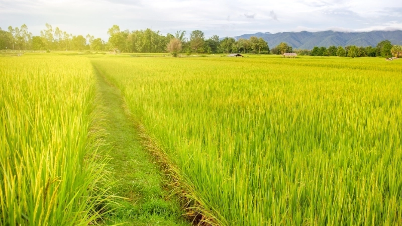 Cảm hứng vẽ tranh cánh đồng quê