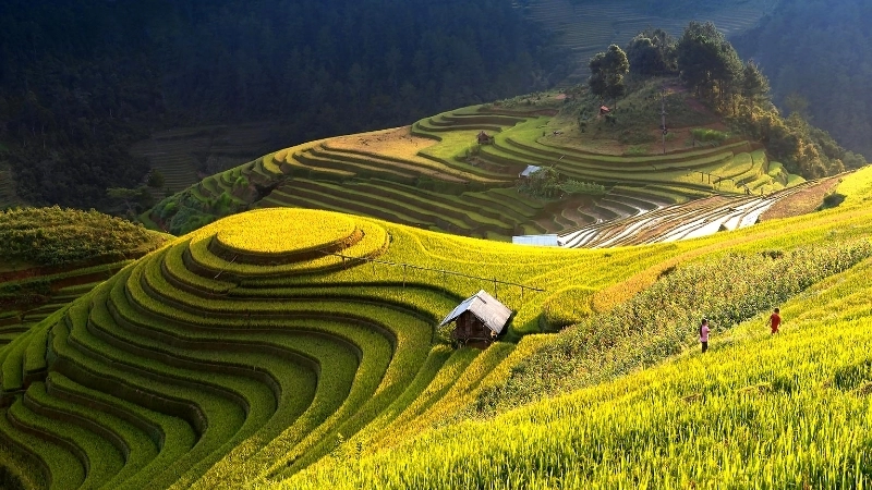 Hướng dẫn vẽ tranh phong cảnh đồng lúa
