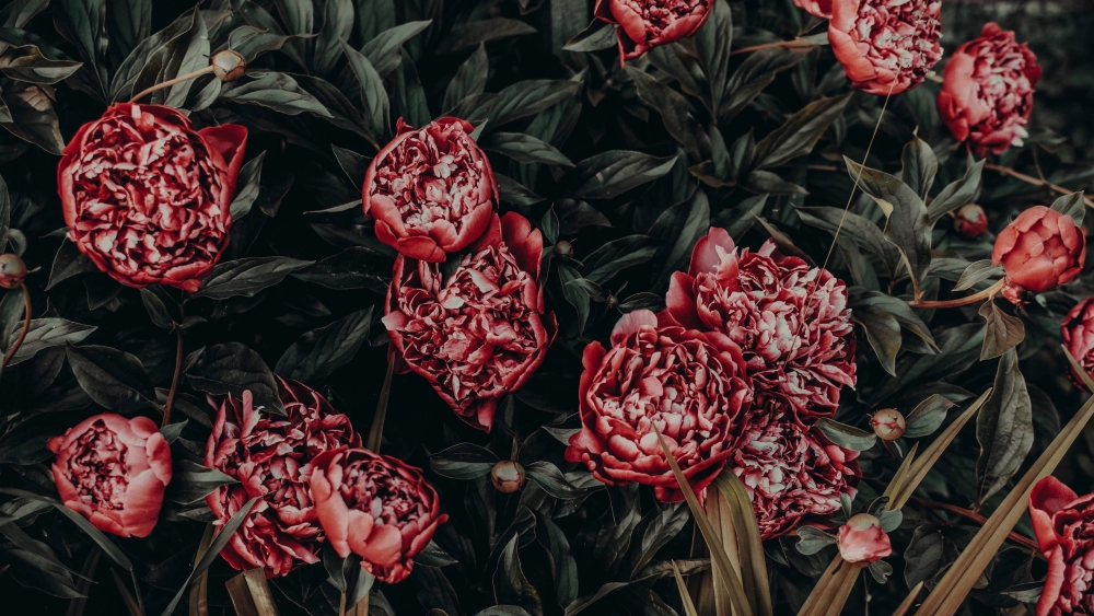 Hướng dẫn vẽ tranh phong cảnh mùa xuân đơn giản