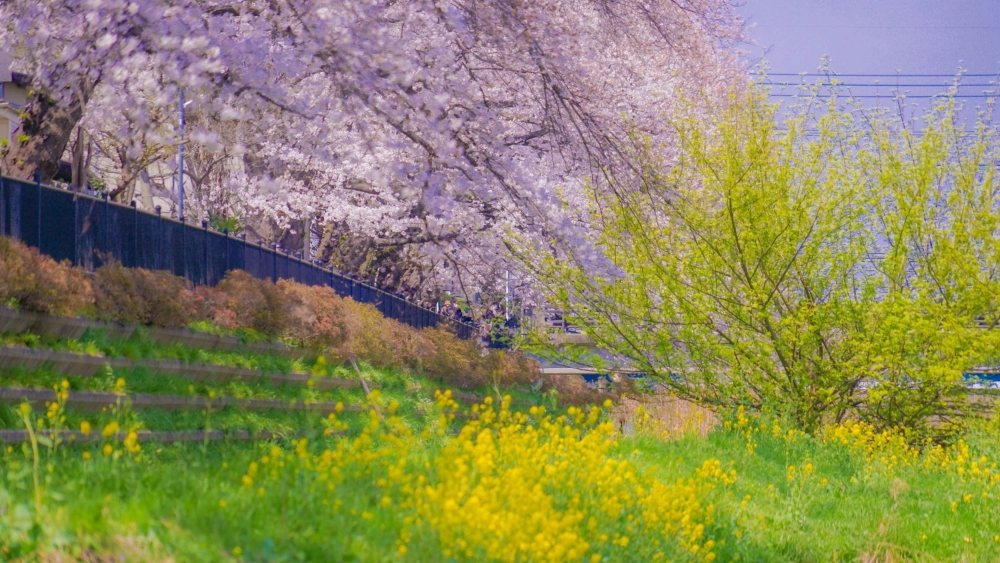 Bài tham khảo vẽ tranh phong cảnh mùa xuân đẹp