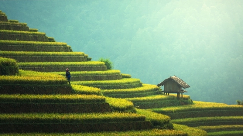 Một tranh vẽ cánh đồng lúa thanh bình