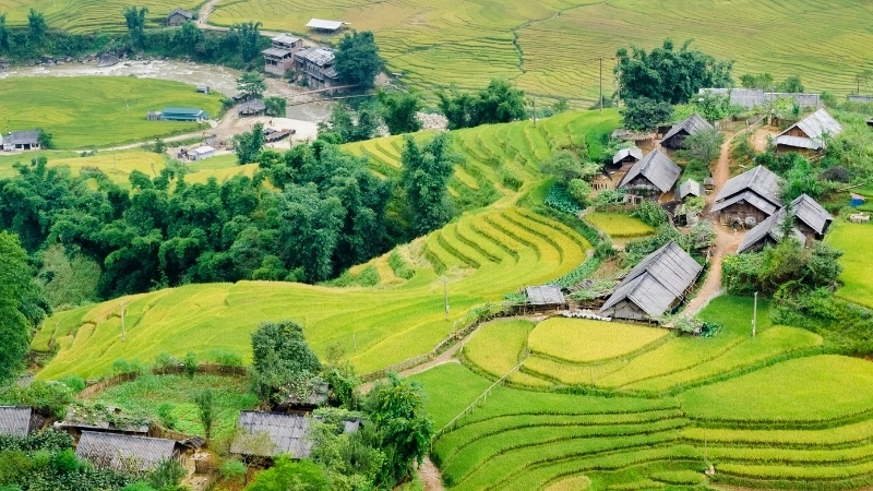 Tranh phong cảnh đồng lúa chín vàng ươm