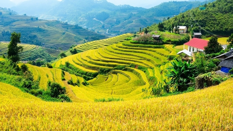 Tham khảo mẫu vẽ tranh phong cảnh đồng lúa đơn giản