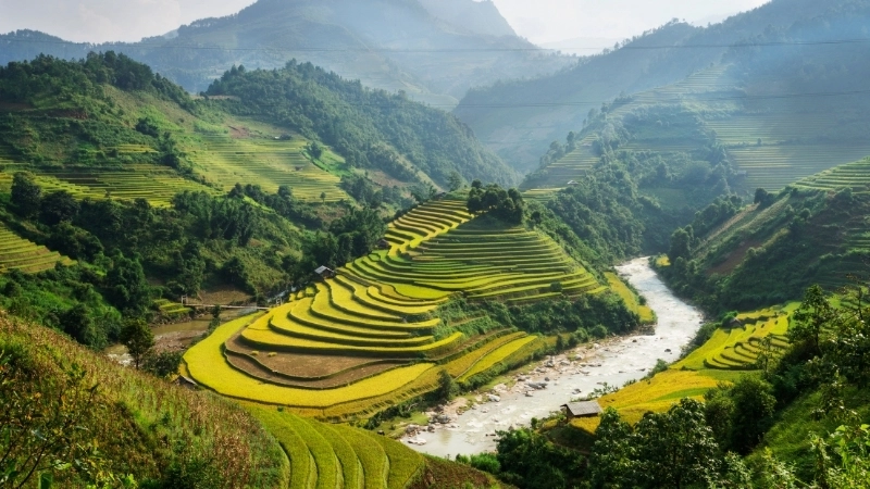 Hình ảnh trong tranh vẽ tranh phong cảnh gặt lúa