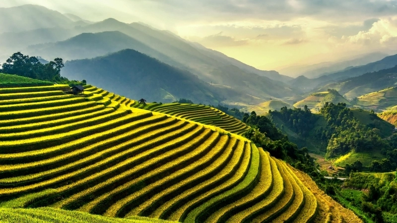 Cảm hứng vẽ tranh cánh đồng lúa chín