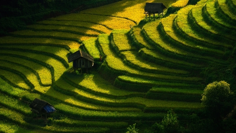 Tranh đồng lúa vàng mùa gặt