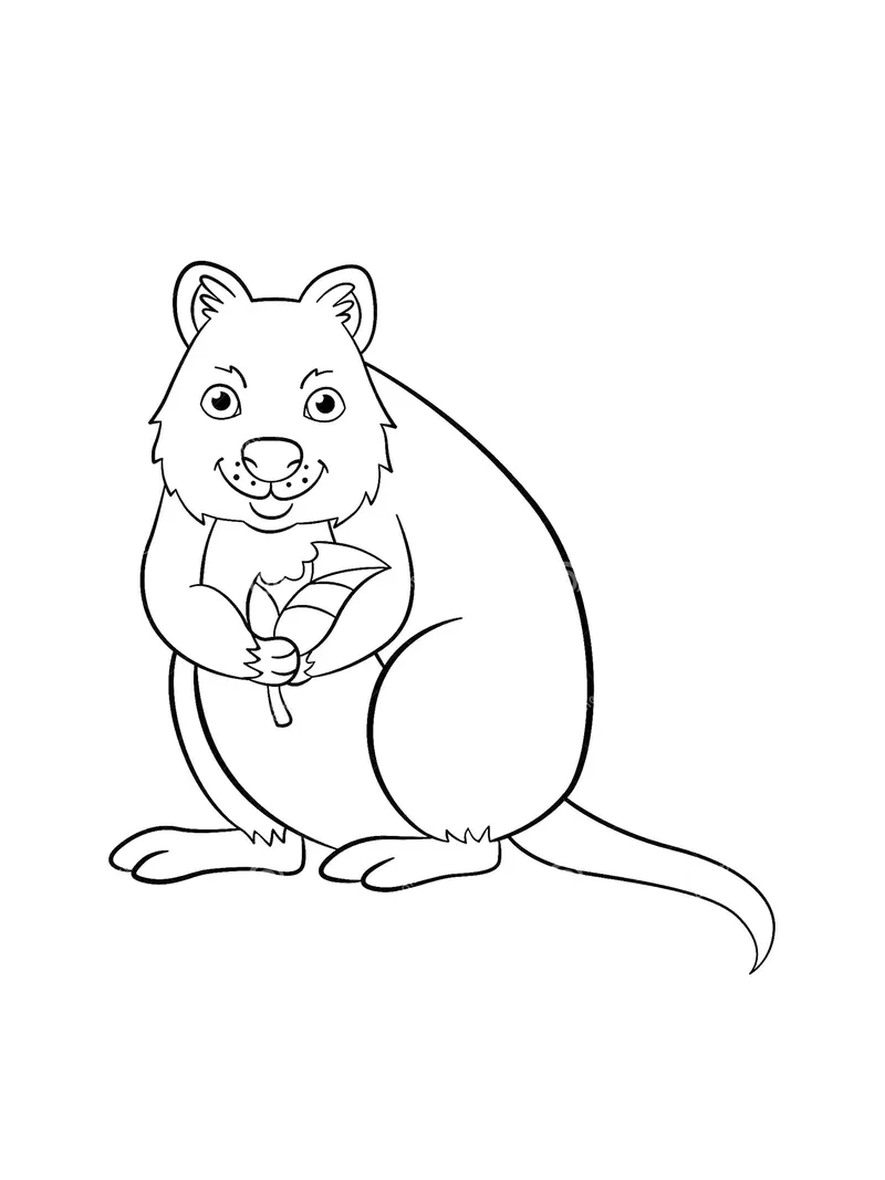 Mẫu chuột túi quokka tô màu cho bé mầm non