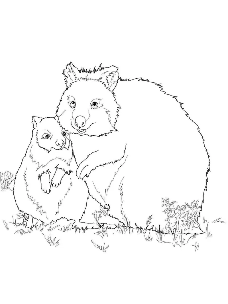 Hình tô màu quokka cute cho bé gái