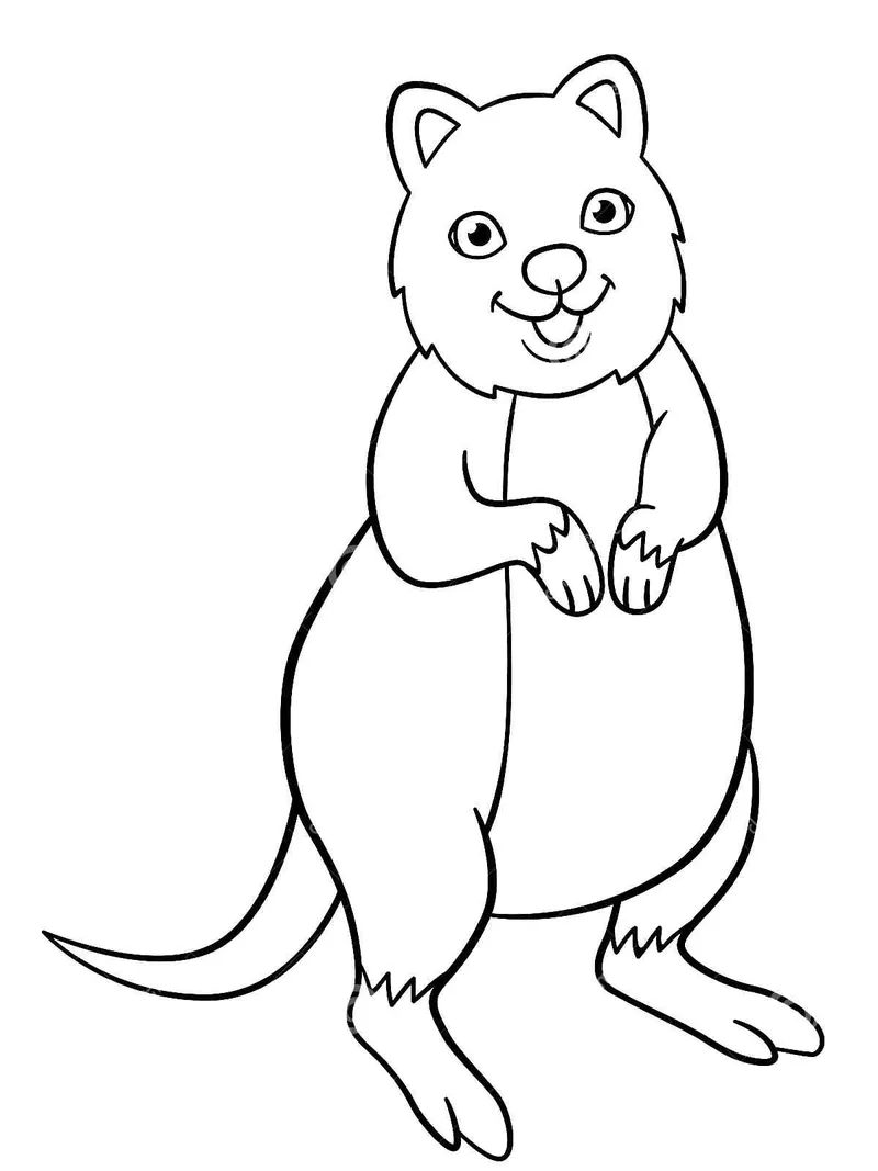 Nụ cười rạng rỡ của quokka cười tô màu