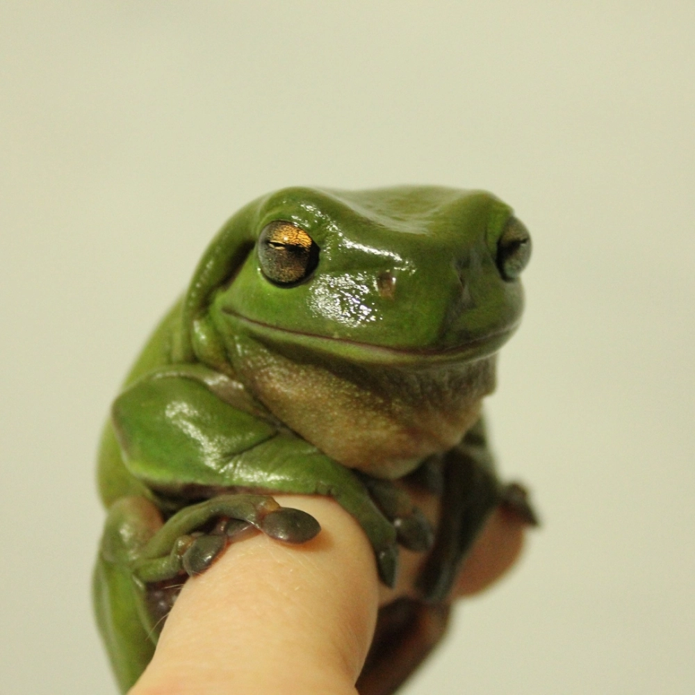 Chú ếch Kermit avatar thân thiện