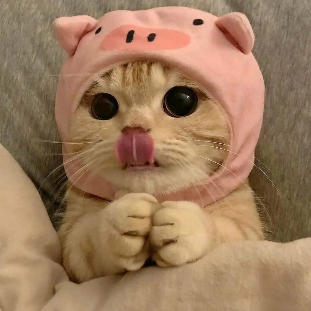 Độc đáo với avatar mèo đội nón lá