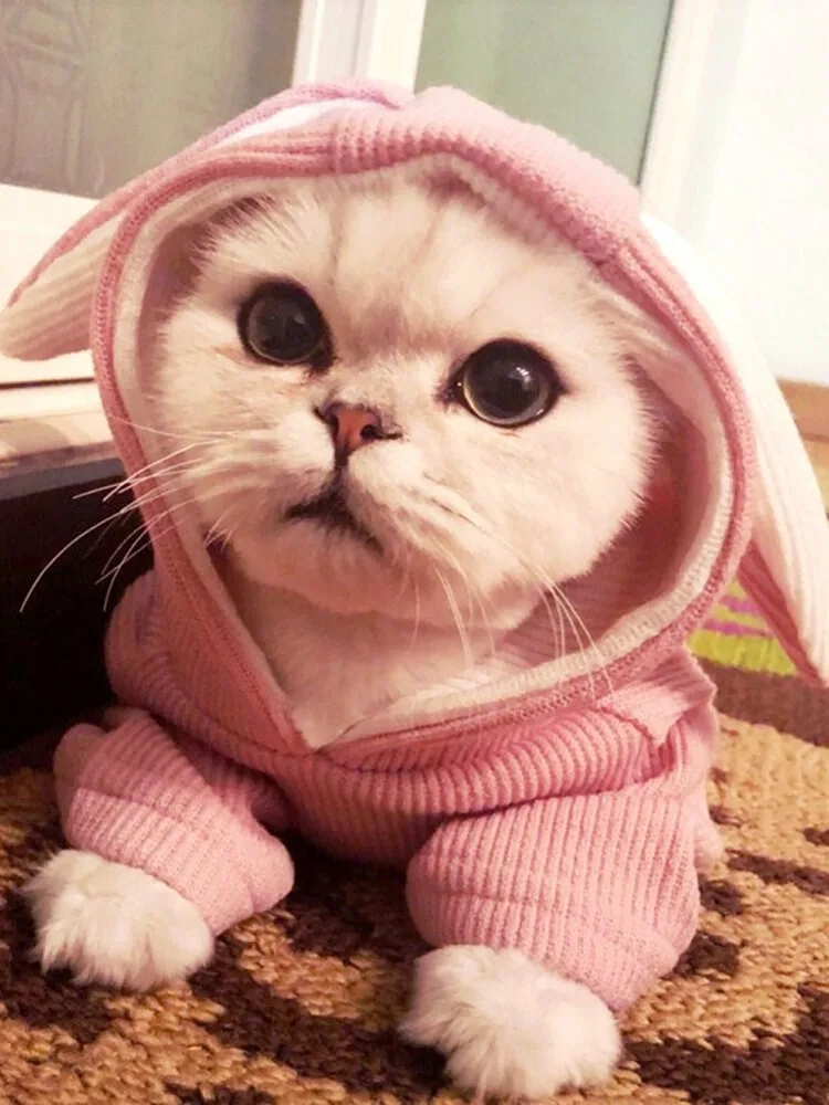 Avatar mèo cute cho nữ
