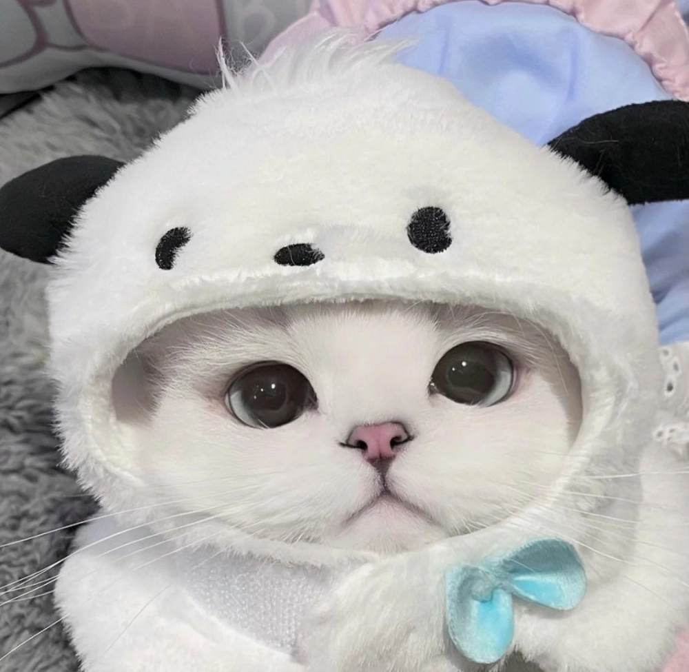 Cười nghiêng ngả với avatar mèo bựa