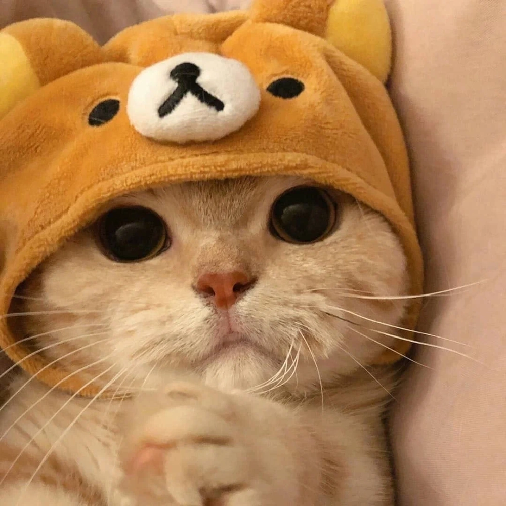 Mẫu avatar mèo cute nhất
