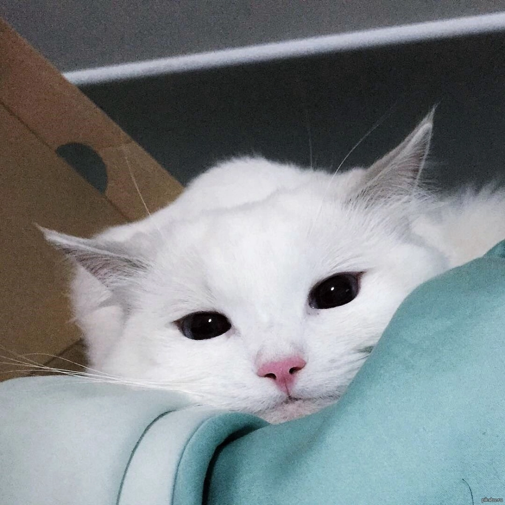 Nét vẽ đáng yêu của avatar mèo chibi