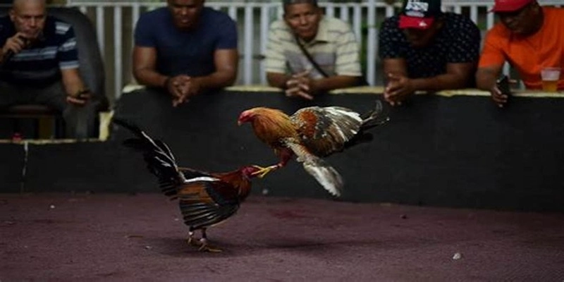 Giới thiệu tổng quan về cá cược đá gà tre