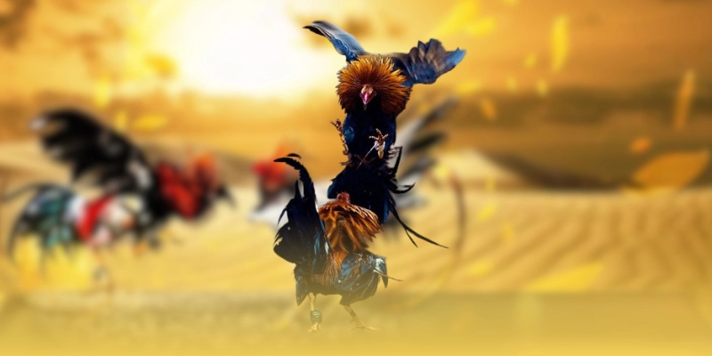 Những yếu tố làm nên sức hút điên đảo của đá gà đòn