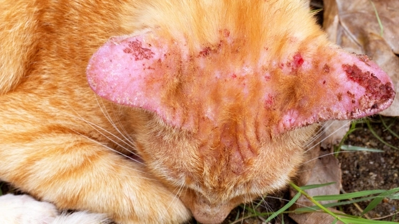 Hình ảnh người bị lây nấm mèo với nốt mẩn đỏ hình tròn