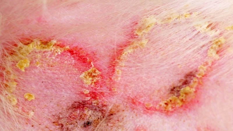 Hướng dẫn sử dụng sữa tắm trị nấm cho mèo đúng cách