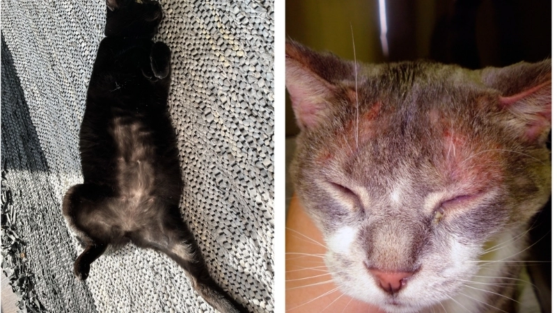 Các loại thuốc bôi nấm cho mèo được bác sĩ thú y khuyên dùng