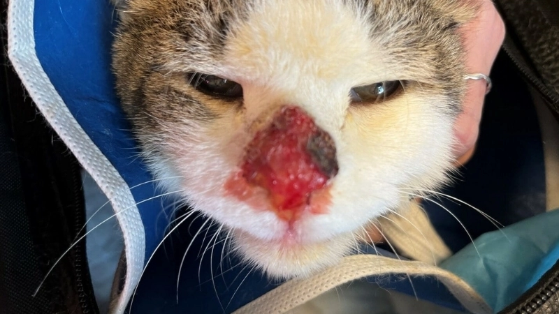 Vùng da bị tổn thương khi mèo mắc bệnh nấm nặng