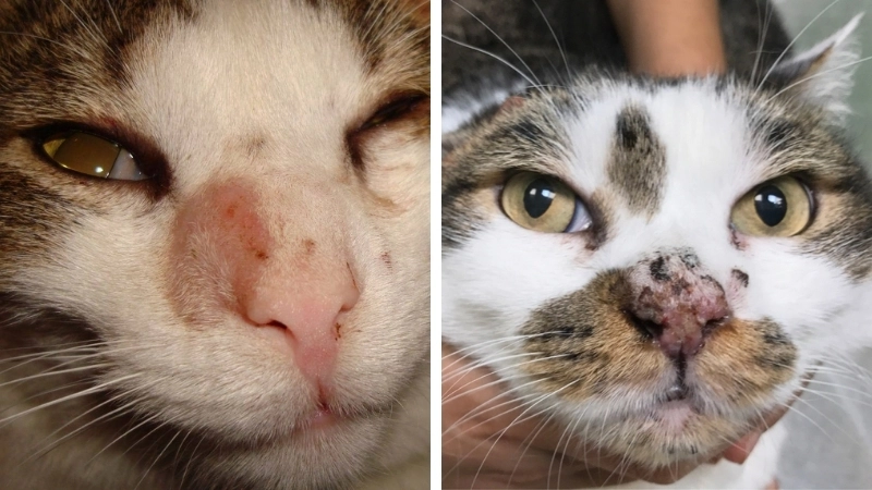 Phân biệt dấu hiệu mèo bị nấm và bệnh viêm da dị ứng