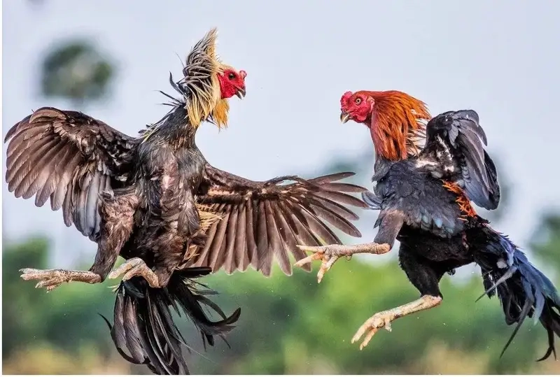 Góc cao thủ: Cách đọc thế gà, dự đoán chuẩn đến 90%