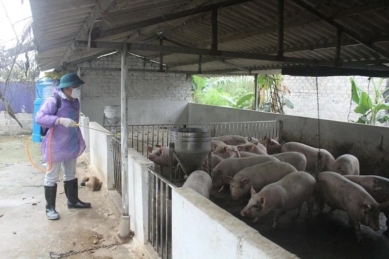 Ảnh thực tế bệnh tụ huyết trùng ở lợn