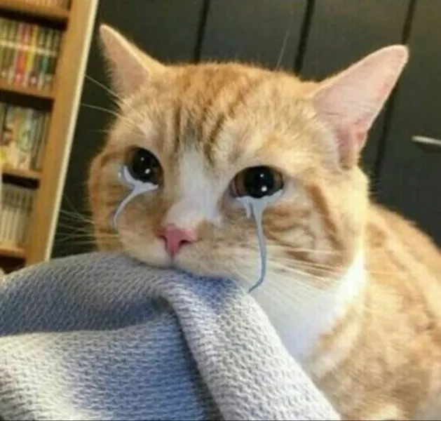 Meme avatar hài hước meme kinh điển vui nhộn hài hước cuốn hút