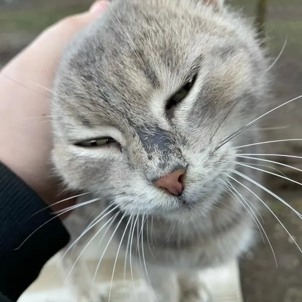 Hài hước avatar bựa kiểu bựa lầy lội hài hước khiến ai cũng cười