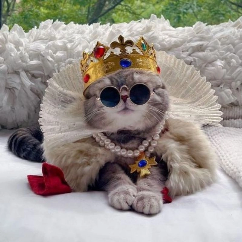 Ngắm nhìn vẻ dễ thương hình mèo chibi cute huyền ảo quyến rũ