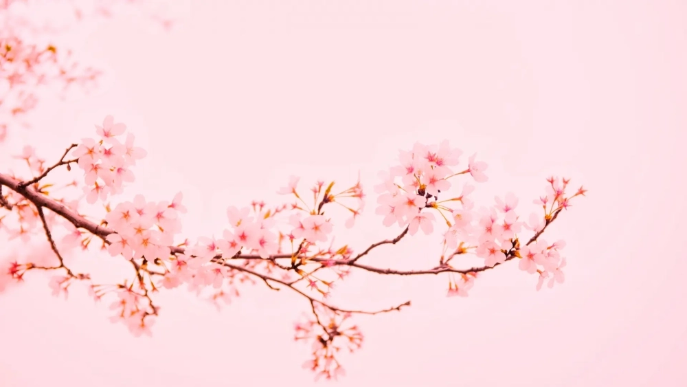 Hình nền máy tính dễ thương màu hồng nhẹ nhàng