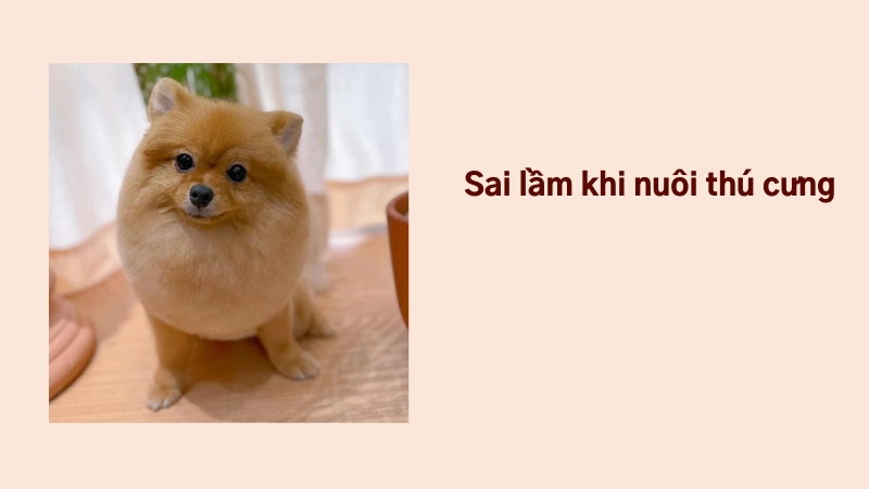 Những sai lầm phổ biến khi nuôi thú cưng thường gặp