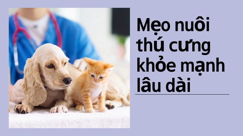 Mẹo chăm sóc thú cưng khỏe mạnh lâu dài hiệu quả nhất