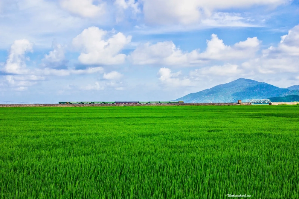 Vẽ tranh cảnh đồng lúa đơn giản nét vẽ dễ thương quyến rũ cuốn hút