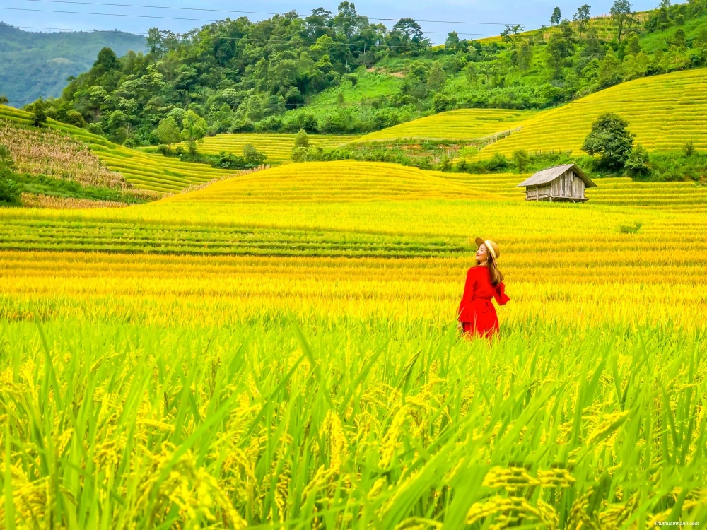 Tranh phong cảnh đồng ruộng đồng ruộng việt quyến rũ cuốn hút