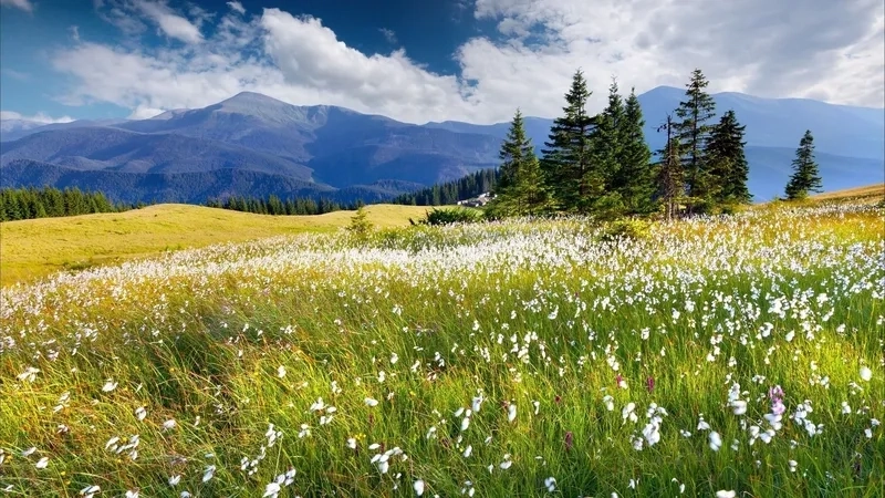 Tranh vẽ cảnh mùa xuân nét vẽ mùa xuân quyến rũ cuốn hút mê mẩn