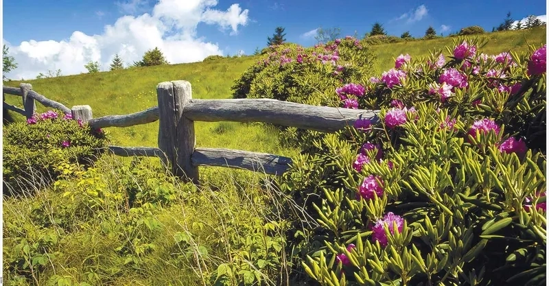 Tranh phong cảnh mùa xuân đẹp màu sắc hài hòa quyến rũ cuốn hút