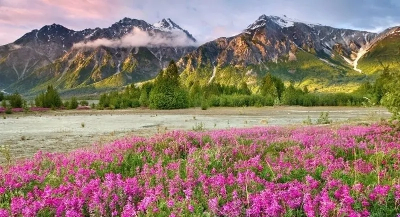 Tranh phong cảnh rừng cây rừng cây xanh tươi quyến rũ cuốn hút