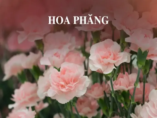 Ngỡ ngàng trước vẻ đẹp của ảnh hoa phăng đầy ấn tượng